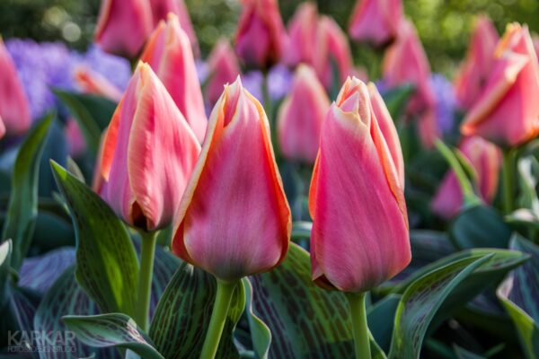 Donker Roze Tulpen