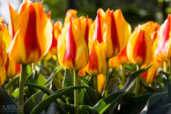 Rood Oranje Tulpen