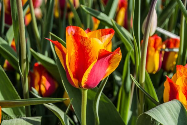 Oranje Rode Tulpen