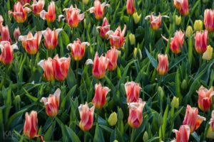 Lelie-tulp roze