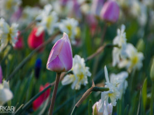 Roze tulp met witte narcis