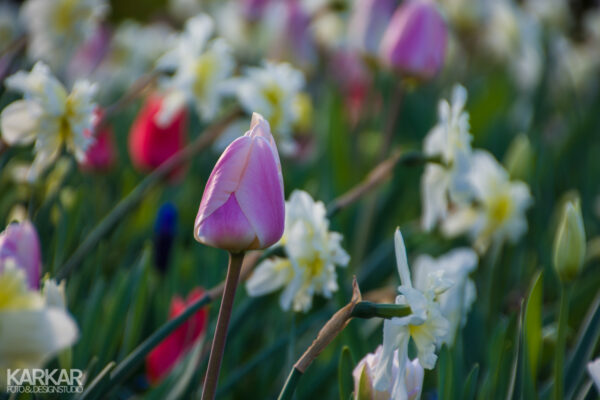Roze tulp met witte narcis