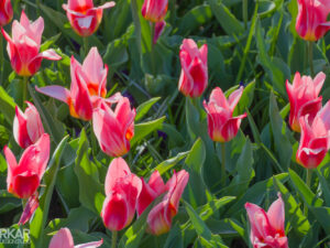 Roze tulp met donker roze kleur