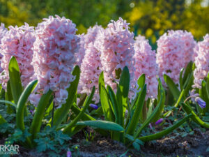 Roze hyacinten