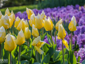 Gele tulpen met paarse hyacint