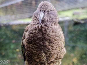 Kea - Nieuw Zeelandse vogel