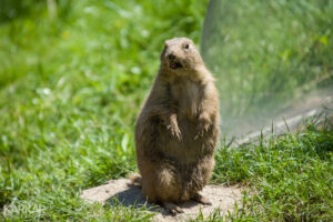 Hey! marmot