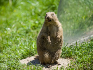 Hey! marmot