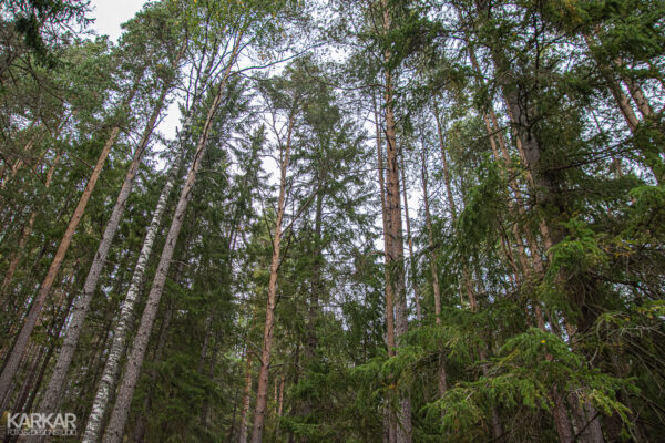 Hoge bomen in Zweden