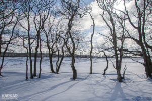 Sneeuwlandschap en bomen