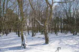 Mystieke bomen in sneeuw