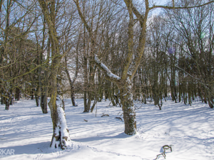 Mystieke bomen in sneeuw