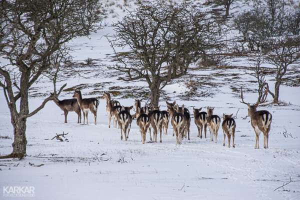 Groep herten die weglopen in sneeuw